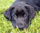 blacklabpup