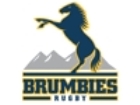 Brumbies